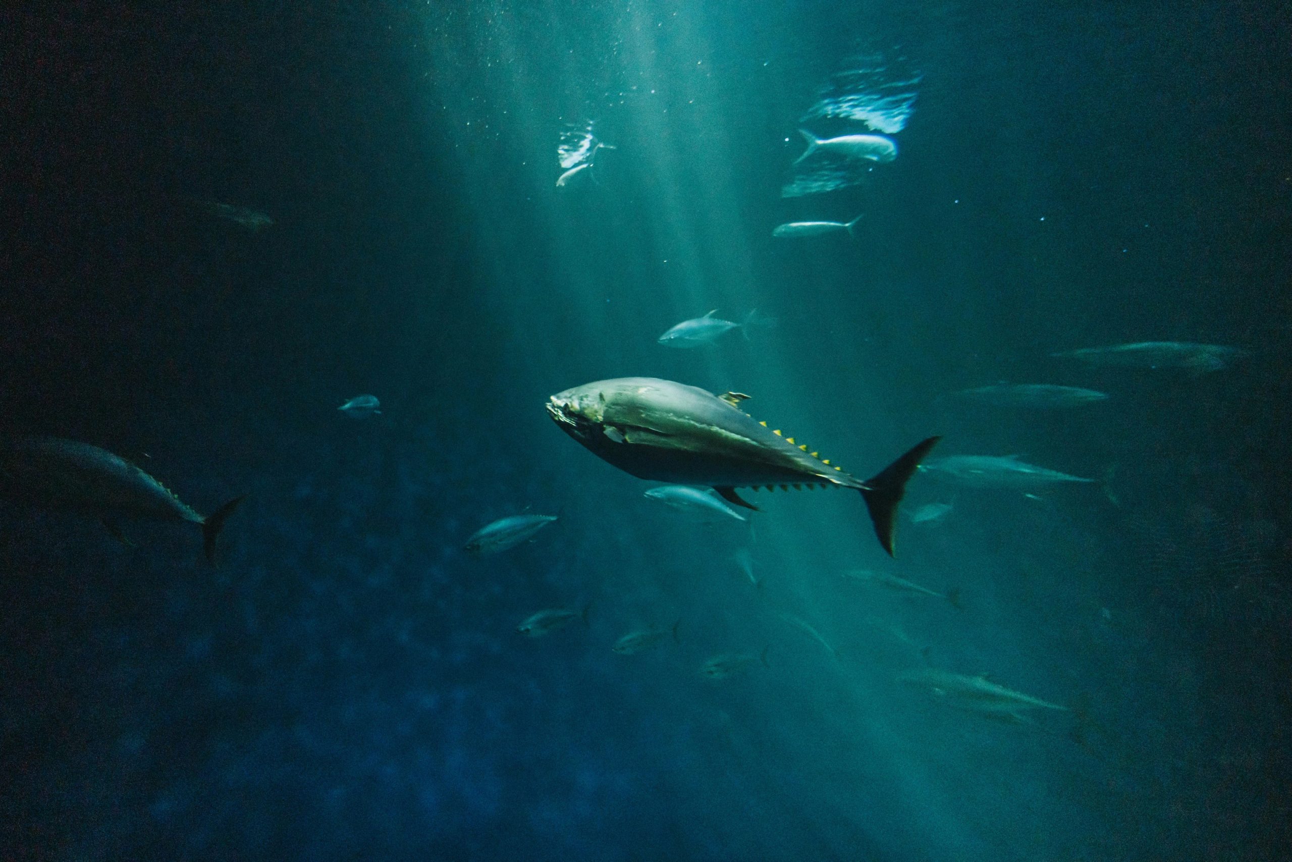 Bluefin Tuna swimming in water