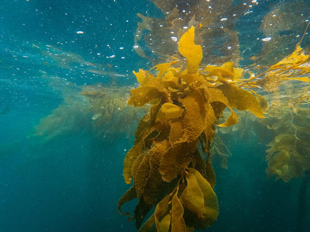 Kelp suspended in water