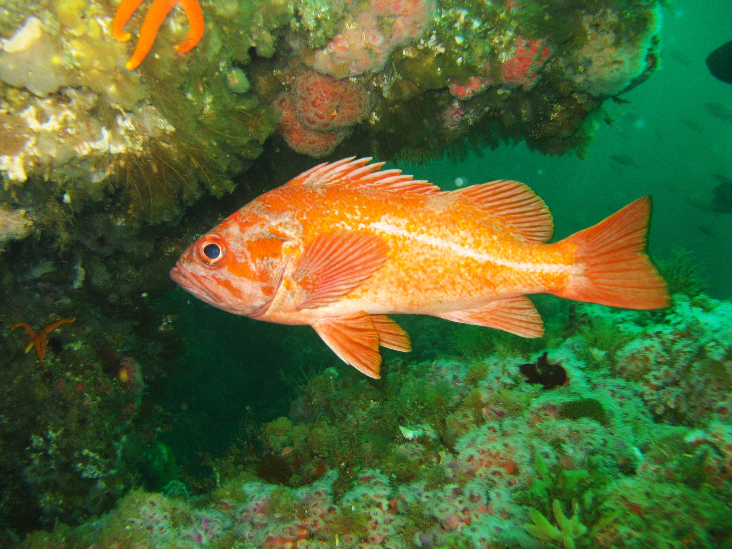 Rockfish in a reef