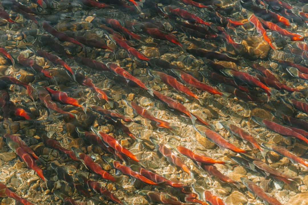 Salmon swimming in water